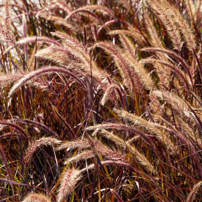 An image of Pennisetum Rubrum (Spring / Summer / Fall) 9" Terra Pot